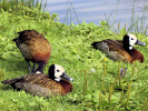 White-Faced Whistling Duck (WWT Slimbridge August 2010) - pic by Nigel Key
